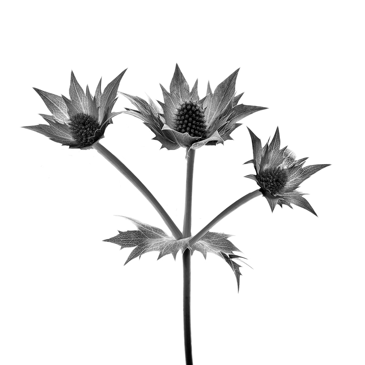 Prickly Personality | Spiky Botanical Beauty