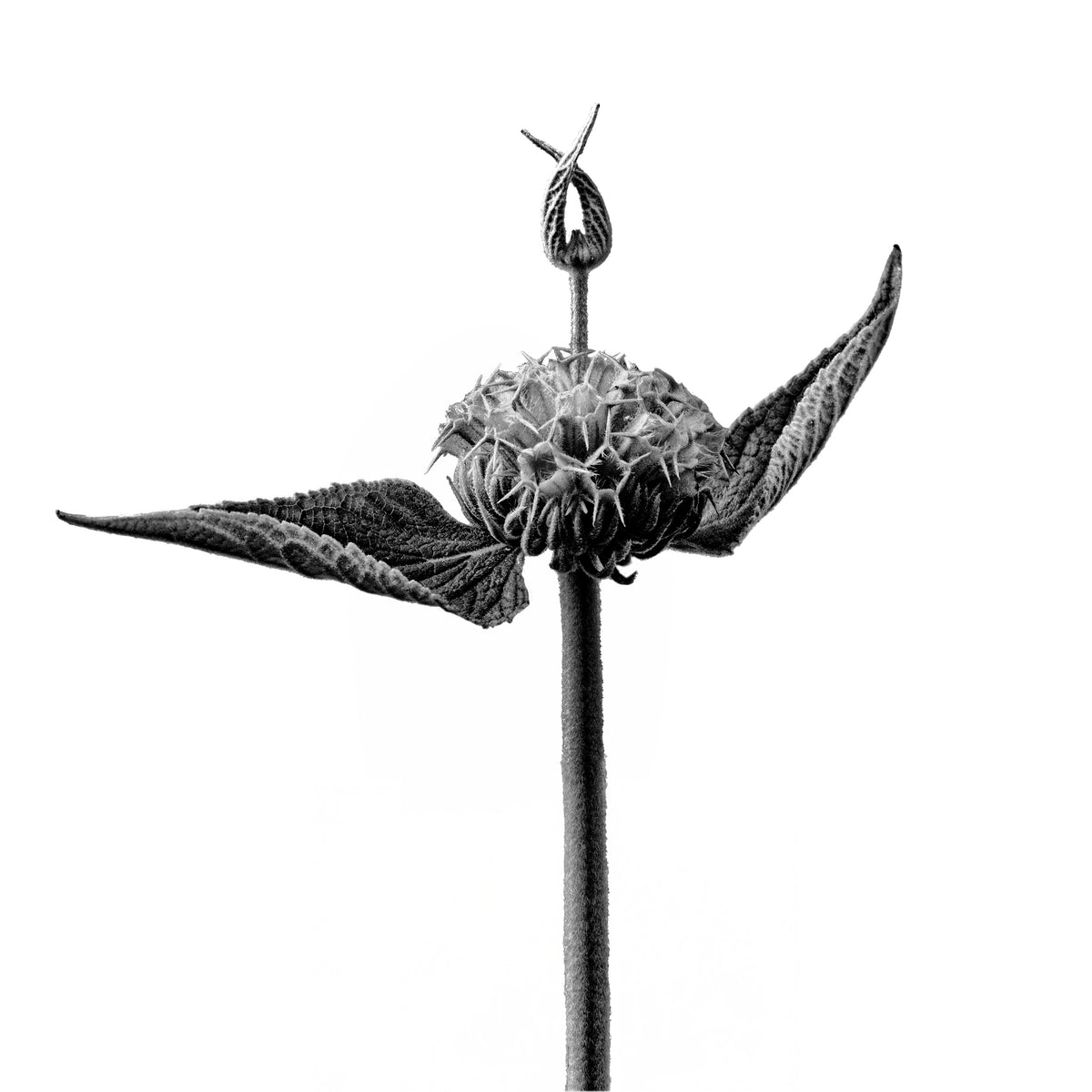 Crowned Glory | Botanical Drama Queen