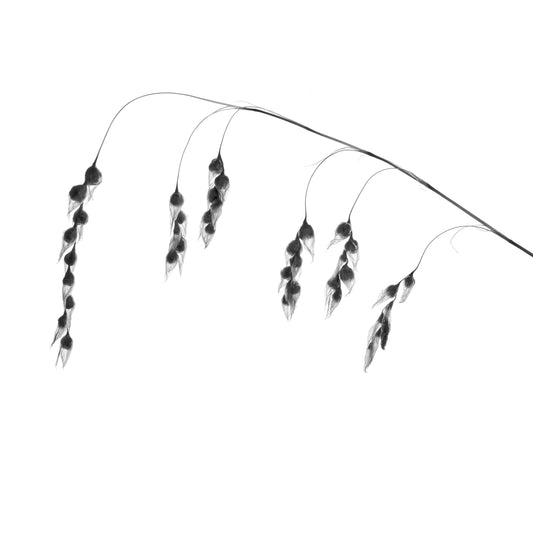 Gone to Seed | Elegantly Dishevelled Botanical Art