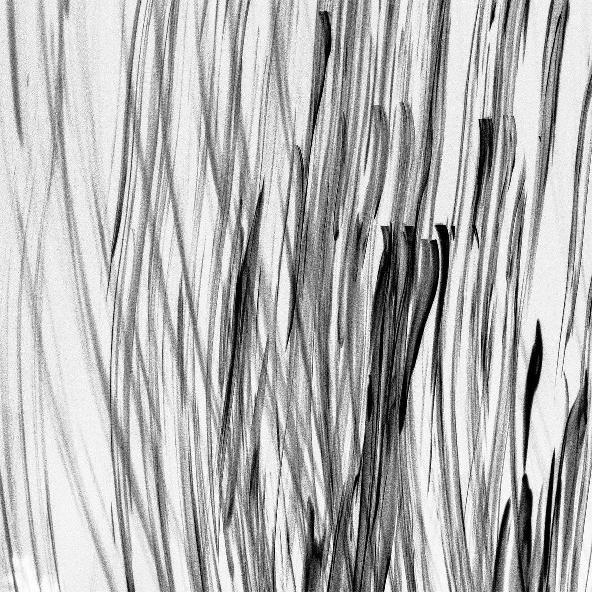 Sazanami: Whisper of Ripples | さざ波