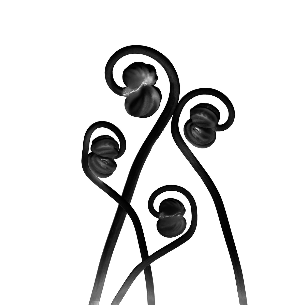 Berry Twisted | Whimsical Botanical Dance